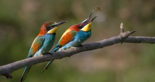 Colorful birds branch insect beaks - their beak free wallpaper for desktop