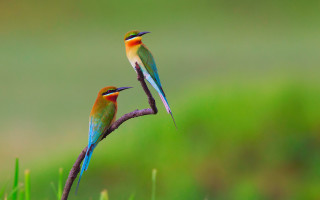 Colorful birds sitting branch grass - their beak free wallpaper for desktop