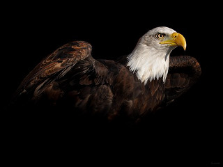 Bald eagle digital painting black - a white head free wallpaper