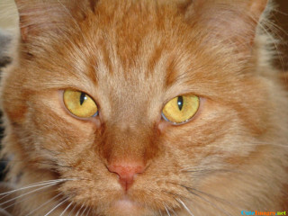 Close up cat yellow eyes - fauvism free wallpaper