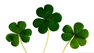 Three green clovers white background - cornelia parker free wallpaper