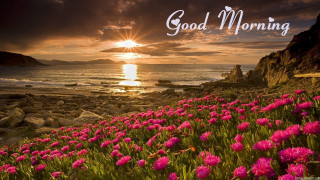 Sunset rocky beach pink flowers 2 - bright morning free wallpaper