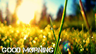 Grass good morning christmas bokeh - the word good morning free wallpaper