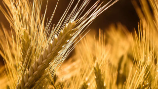 Wheat closeup blurry background sunset - a blurry background of the grass free wallpaper