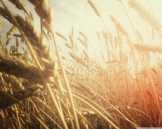 Wheat field sunlight blue sky - heavy grain free wallpaper for desktop