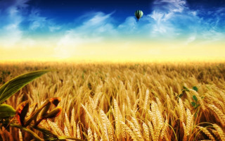 Hot air balloon wheat field 2 - hot free wallpaper