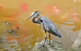 Bird rock pond fish mouth 2 - a rock in front free wallpaper for desktop