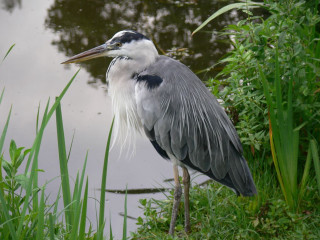 Bird standing edge water long - alexander stirling calder free wallpaper