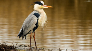 Bird long neck standing water 2 - a long neck free wallpaper