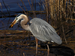Bird long beak marshy reeds - a long beak free wallpaper for desktop