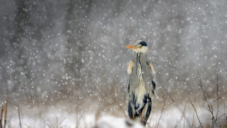 Bird snow head turned beak - photograph free wallpaper for desktop