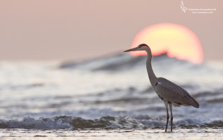 Bird standing water ocean sunset 2 - photograph free wallpaper for desktop