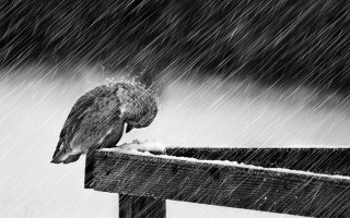 Bird fence snow rain blackwhite - photo of a bird free wallpaper