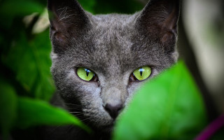 Cat green eyes blurry background 10 - a cat free wallpaper