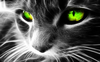 Cat green eyes black background 5 - white line free wallpaper