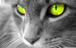 Cat yellow eyes serious look 2 - yellow eye free wallpaper