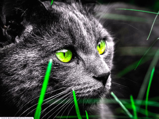 Cat green eyes staring grass - a cat free wallpaper