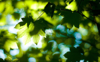 Leaf hanging sunlight green nature - the leaf free wallpaper for desktop
