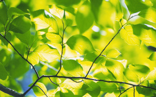 Tree branch leaves blue sky - environmental art free wallpaper