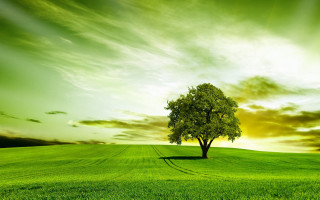 Lone tree green field sunset 2 - a sunset in the background free wallpaper for desktop