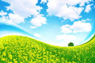 Yellow flowers blue sky clouds 9 - under a blue sky free wallpaper
