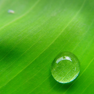 Water drop green leaf blurry - free nature wallpaper for tablet