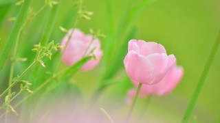 Pink flower macro bokeh soft - a blurry background of grass free wallpaper