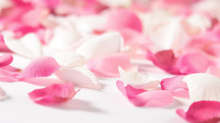 Pink white petals white surface - a white surface free wallpaper