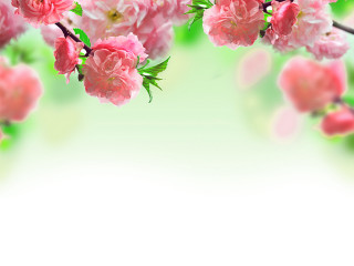 Pink flowers branch white background - a green border free wallpaper