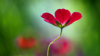 Single red flower blurry background - single free wallpaper