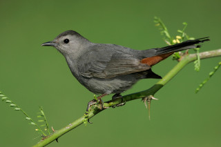 Small bird perched branch green - a green background free wallpaper