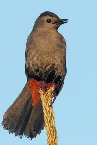 Bird plant wings spread head - its head free wallpaper for mobile