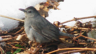 Bird sitting ground snow snowflakes - female free wallpaper
