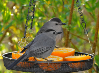Two birds bird feeder eating - cleve gray free wallpaper