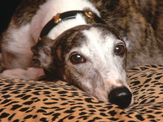 Dog leopard print pillow collar - a collar free wallpaper for desktop