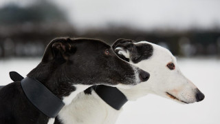 Two dogs standing in the - the snow together free wallpaper