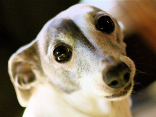 Dog black white nose white - a close up of a dog free wallpaper