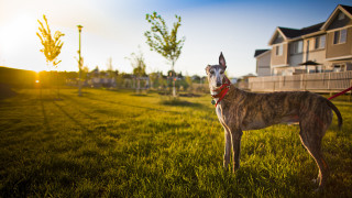 Dog red leash grass house - a house in the background free wallpaper