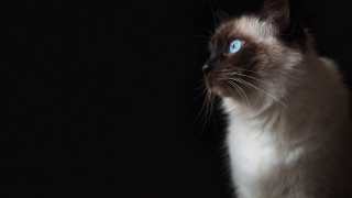 Cat blue eyes looking up - a portrait free wallpaper for desktop