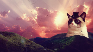 Cat hat mountain sky birds - a cat free wallpaper for desktop
