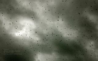 Flock birds flying cloudy sky - a flock of birds free wallpaper