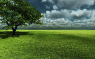 Lone tree grassy field cloudy 6 - overhead in the distance free wallpaper