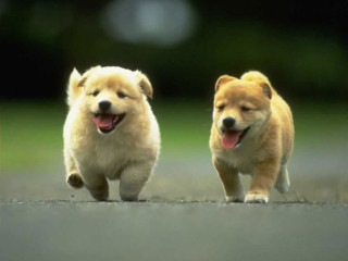 Small dogs running street mouths - andries both free wallpaper