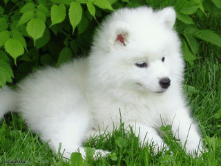 White dog nature adorable bush - the grass next free wallpaper