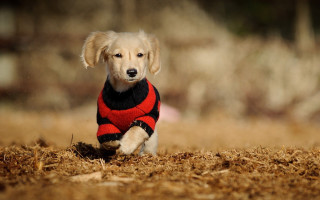 Dog sweater running hay field - chang daichien free wallpaper for desktop