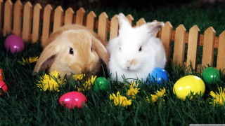 Rabbits easter eggs grass fence - flower and grass free wallpaper