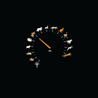 Clock animals night time lapse - animal free wallpaper for tablet