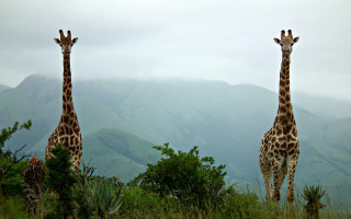 Giraffes field mountains trees nature - two giraffe free wallpaper