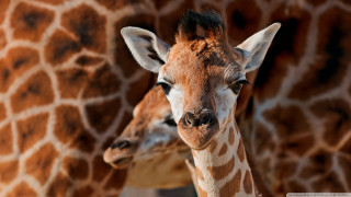 Giraffes close up looking camera - free animals wallpaper
