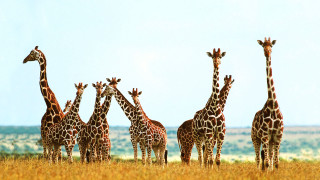 Giraffes field tall grass sky - a sky background in the background free wallpaper